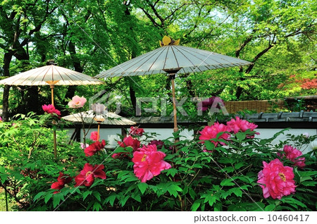 上野東照春春牡丹 10460417