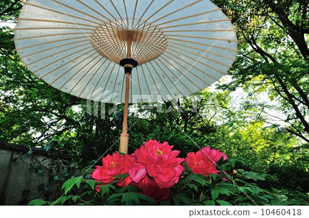 上野東照春春牡丹 10460418