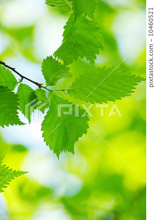 green leaves 10460521
