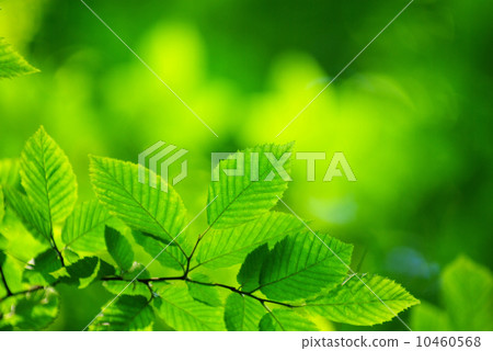 green leaves green leaves 10460568
