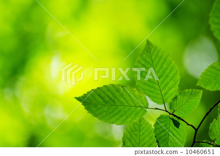 green leaves green leaves 10460651