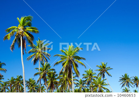 Palm tree Palm tree 10460653