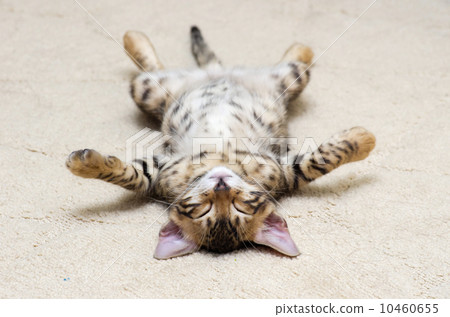 kitten sleeps kitten sleeps 10460655