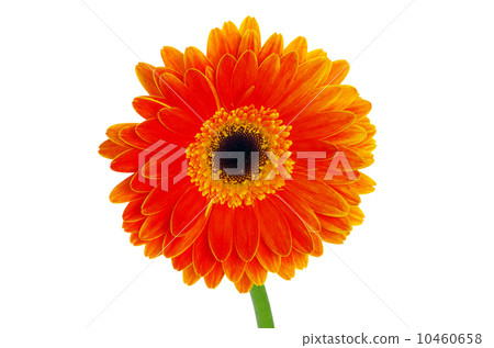 gerbera gerbera 10460658
