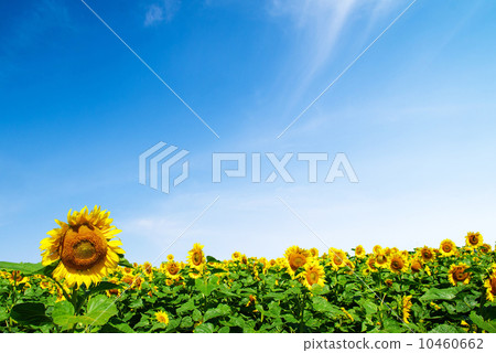 sunflower 10460662