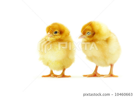 baby chicken baby chicken 10460663