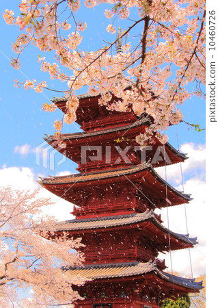 Ikegami Honmonji 5-storied pagoda and cherry blizzard 10460726