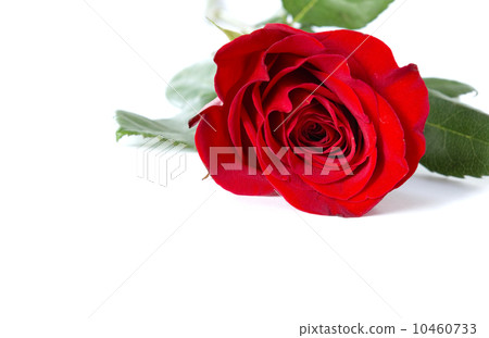 rose on white rose on white 10460733