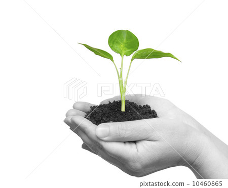plant 10460865