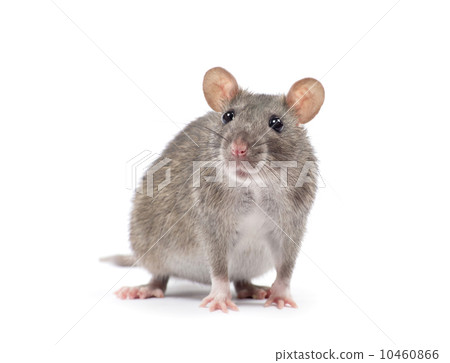rat rat 10460866