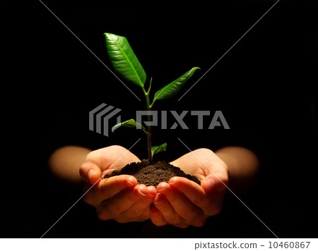 plant in hands 10460867