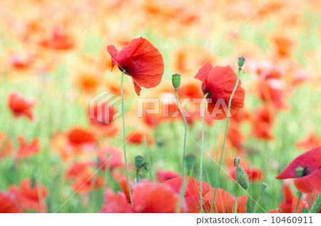 red poppy red poppy 10460911