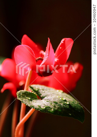 仙客來花4 10460947