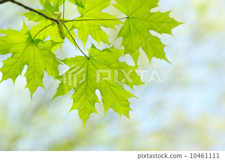 leaves background 10461111