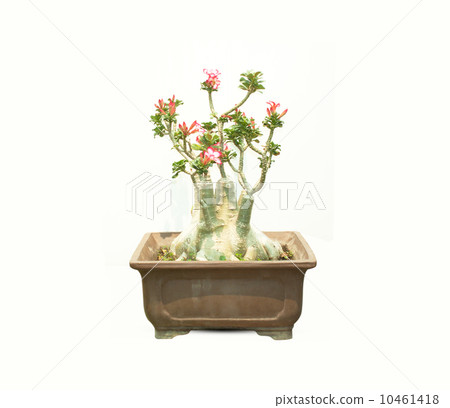 Impala Lily Adenium 10461418