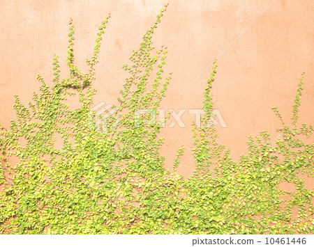 Green Creeper 10461446