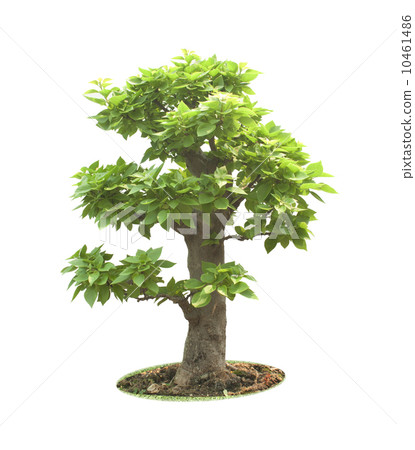 bonsai tree bonsai tree 10461486
