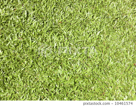 Grass Background 10461574