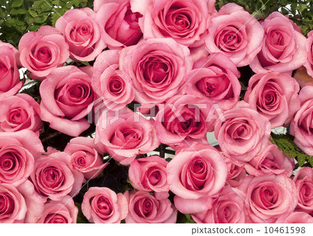 Red roses Red roses 10461598