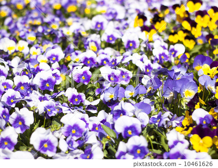 Flower bed bloom in the garden. 10461626