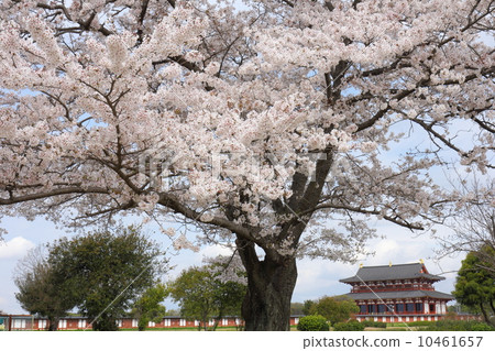 The cherry blossoms of the Heijo Palace full bloom and the Great pole 10461657