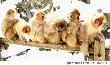 Bunny Manju 10462091