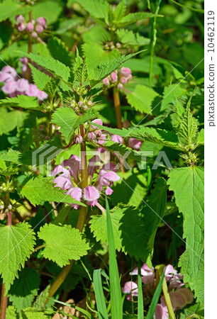 Plants · Odoriso Family 10462119