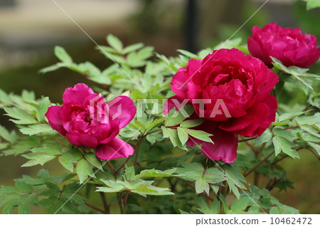 牡丹紅紫色 10462472