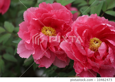 牡丹在雨的盡頭 10462473