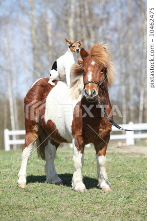 Nice Shetland pony with Parson Russell terrier 10462475