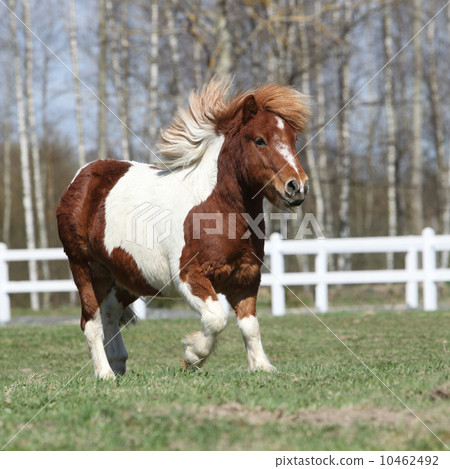 Gorgeous Shetland pony running Gorgeous Shetland pony running 10462492