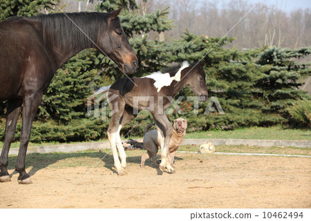 Nice young dog playing with foal Nice young dog playing with foal 10462494