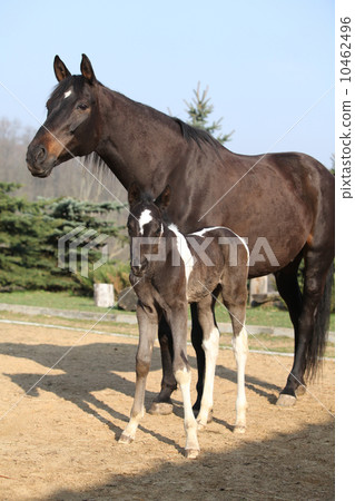 Nice brown mare with its piebald foal Nice brown mare with its piebald foal 10462496