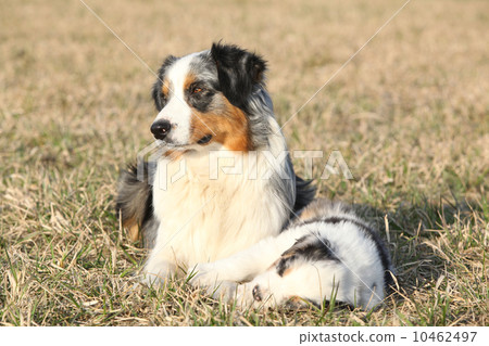 Beautiful Australian Shepherd Dog with its puppy 10462497