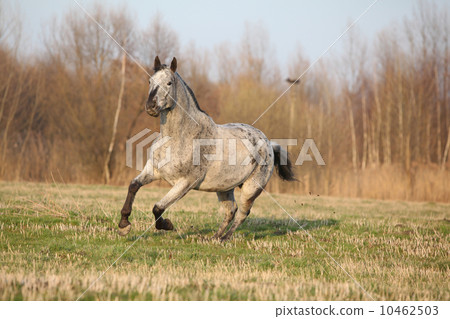 Gorgeous appaloosa running in spring nature 10462503