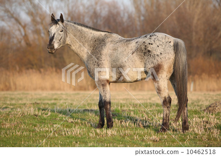 Gorgeous appaloosa standing in nature 10462518