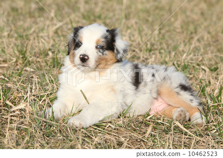 Nice puppy of Australian Shepherd Dog in early spring grass Nice puppy of Australian Shepherd Dog in early spring grass 10462523