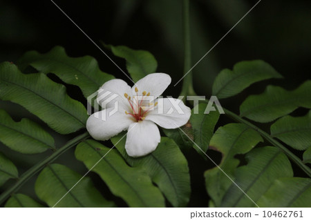 Tung flowers Tung flowers 10462761