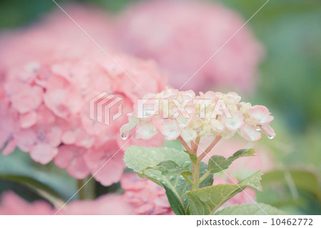 hydrangea   10462772