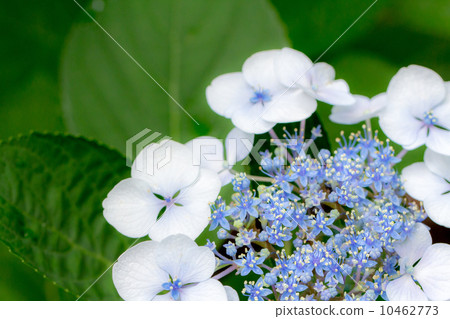 Flower hydrangea 10462773