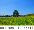 Showa Kinen Park 10463315