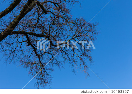 Tree Branches with Blue Sky 10463567