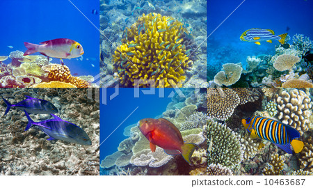 Indian ocean. .Fishes in corals. Indian ocean. .Fishes in corals. 10463687