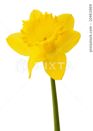 Daffodil flower or narcissus isolated on white background cutout Daffodil flower or narcissus isolated on white background cutout 10463869