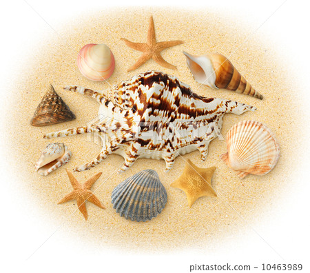 Sea shells Sea shells 10463989