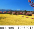 Southern Alps and cherry blossoms 10464018
