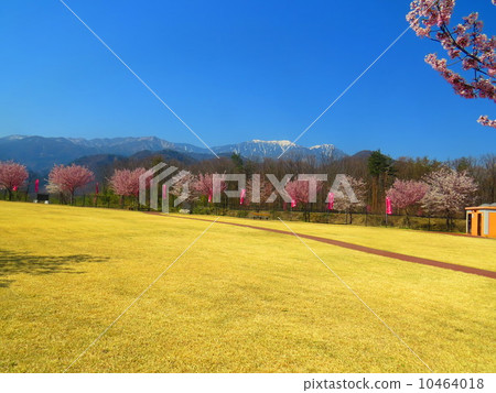 Southern Alps and cherry blossoms 10464018