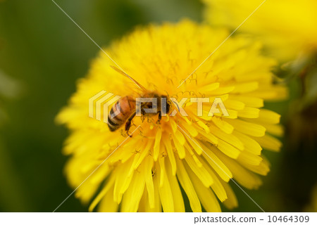 Seiyouhanpopo和蜜蜂 10464309