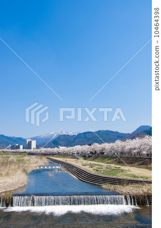 沿著Magigasakigawa河岸的櫻花 10464398