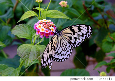蝴蝶 蝴蝶 10464415